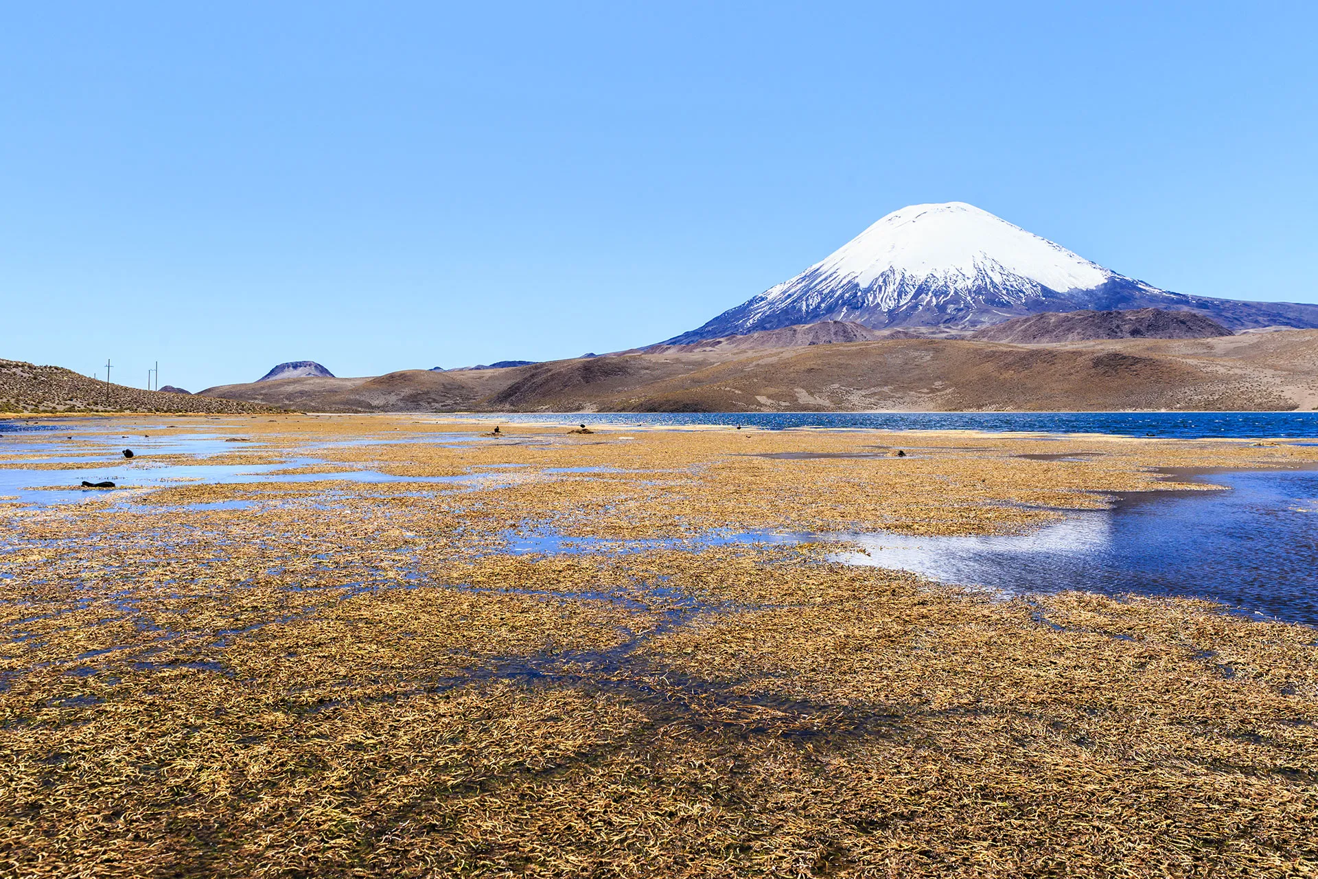 Full-day excursion Lauca national park and Chungará lake