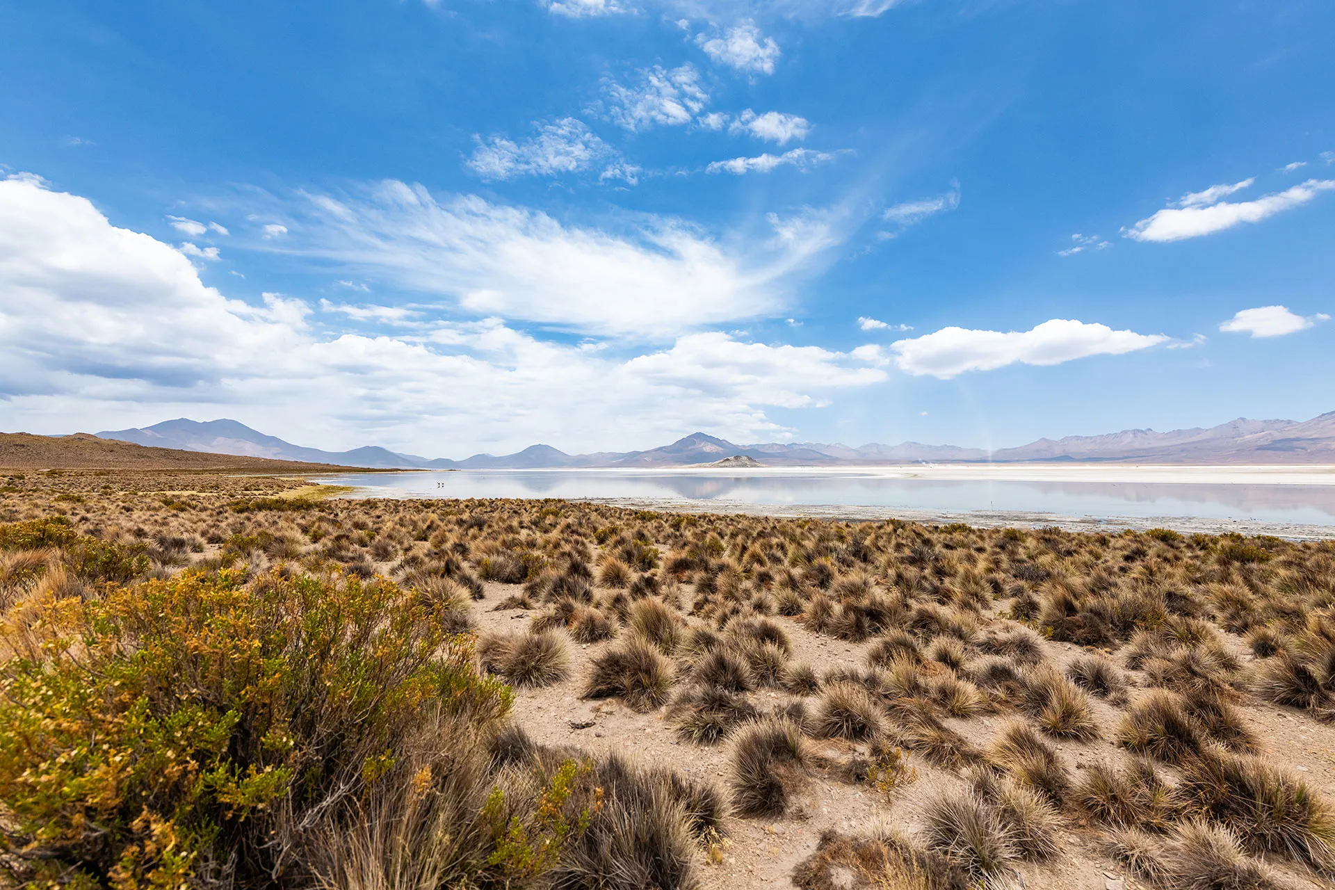 Full-day excursion to Lauca, Parinacota, Chungará lake & Jurasi hot springs