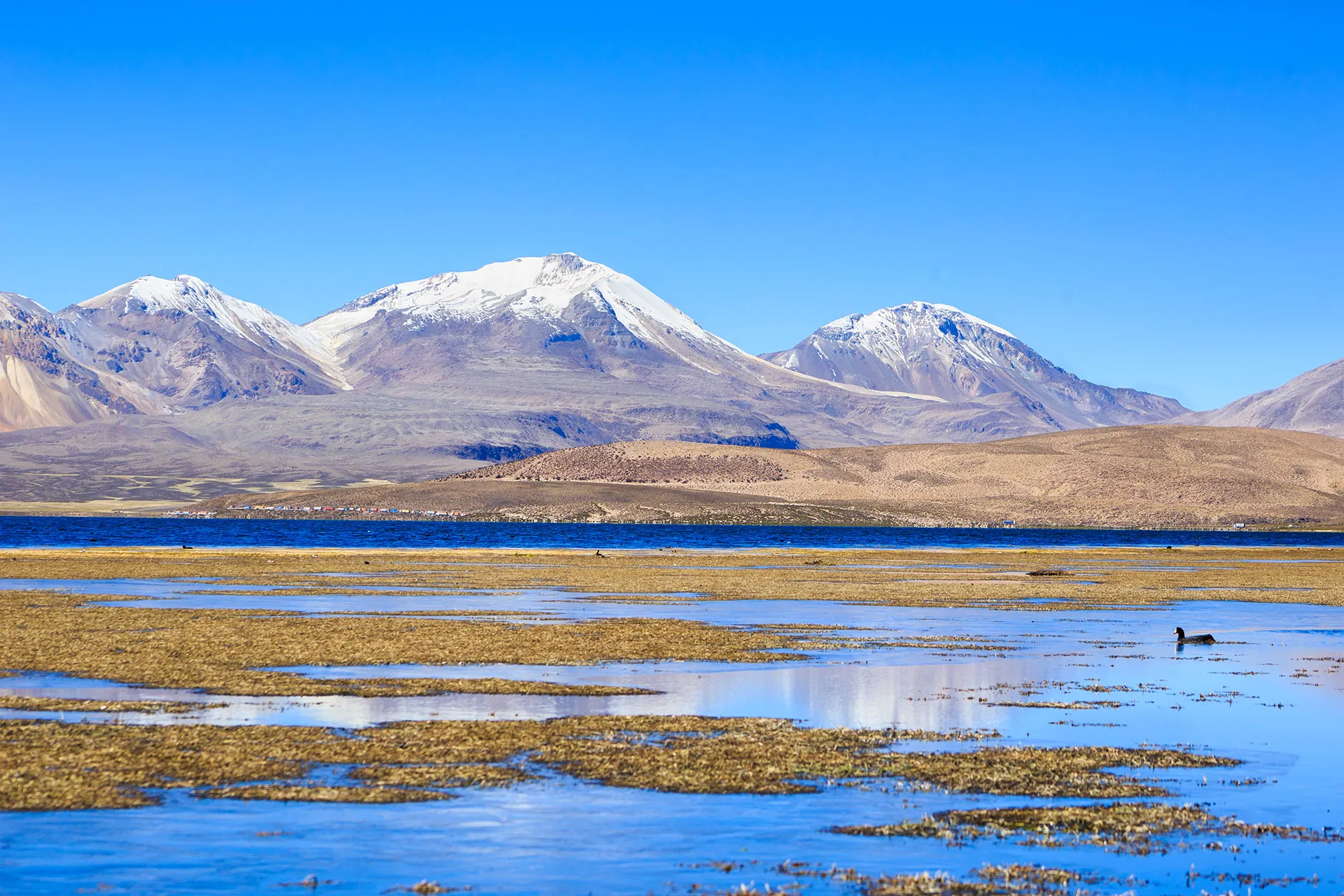 Full-day excursion to Lauca & Sajama national park